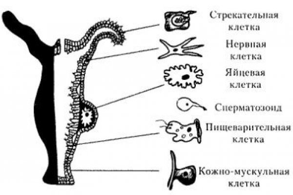 Кракен зеркало прокатис