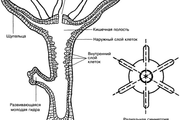 Ссылка на кракен не работает